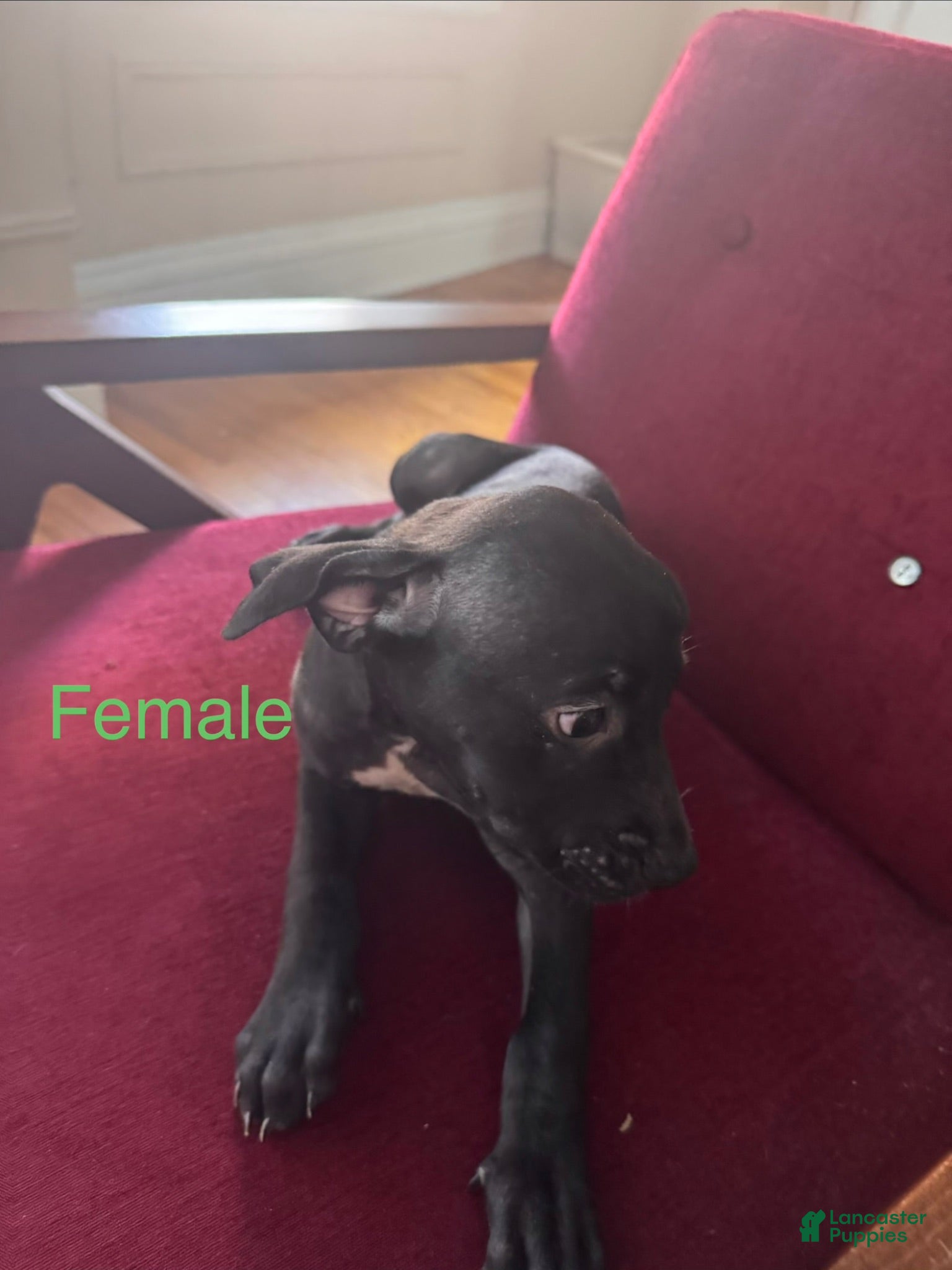 Mixed Breed dogs Mixed Breed 4 - Ad 32