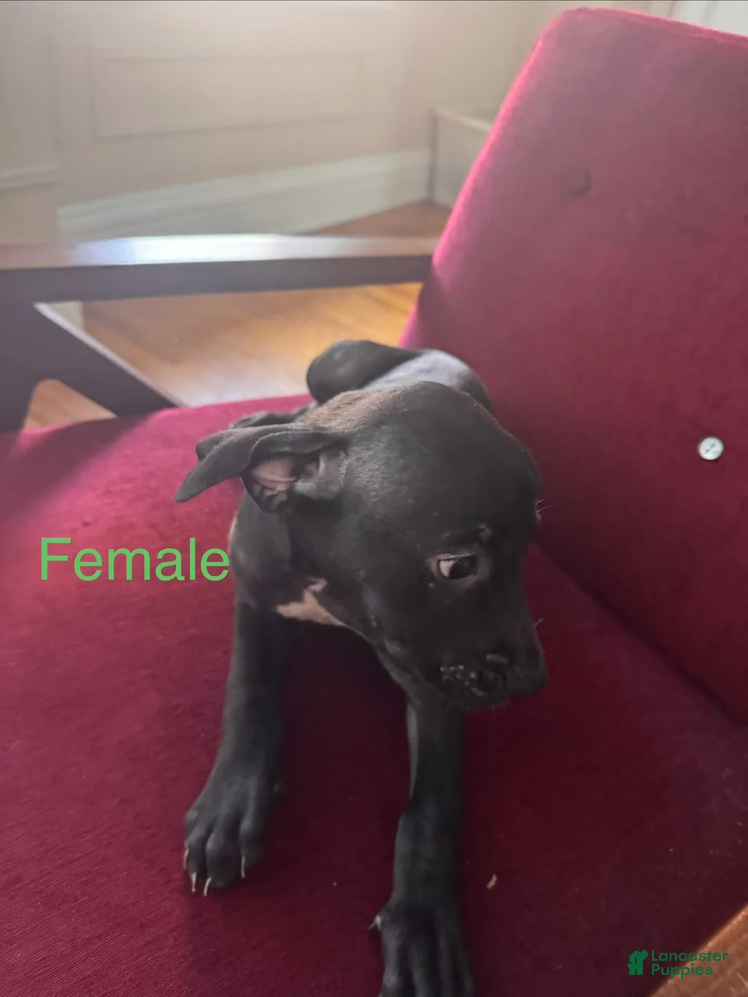 Mixed Breed dogs for sale: Mixed Breed 4 - Ad 1