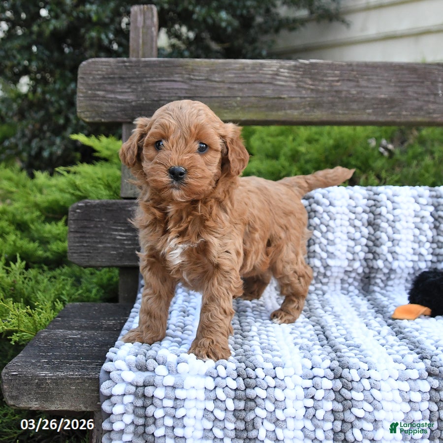 Mini Goldendoodle dogs Bear - Ad 1