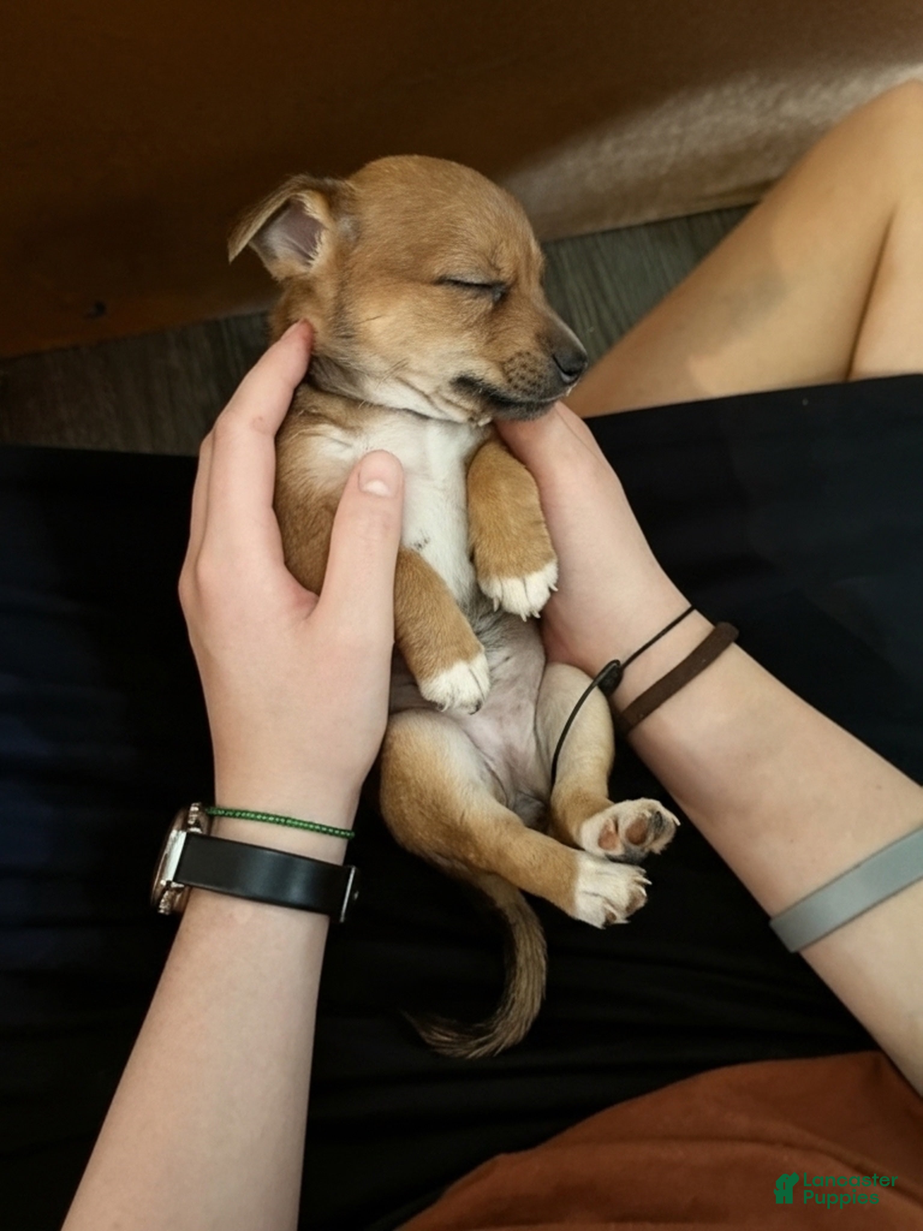 Chihuahua dogs Chihuahua Puppy 1 - Ad 7