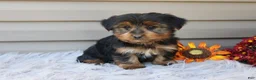 Yorkshire Terrier dogs for sale: Master - Ad 1