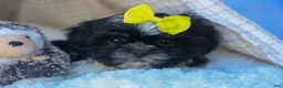 Shih Tzu dogs for sale: SASHA - Ad 6