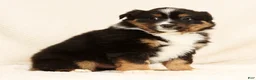 Miniature Australian Shepherd dogs for sale: Elmo - Ad 8
