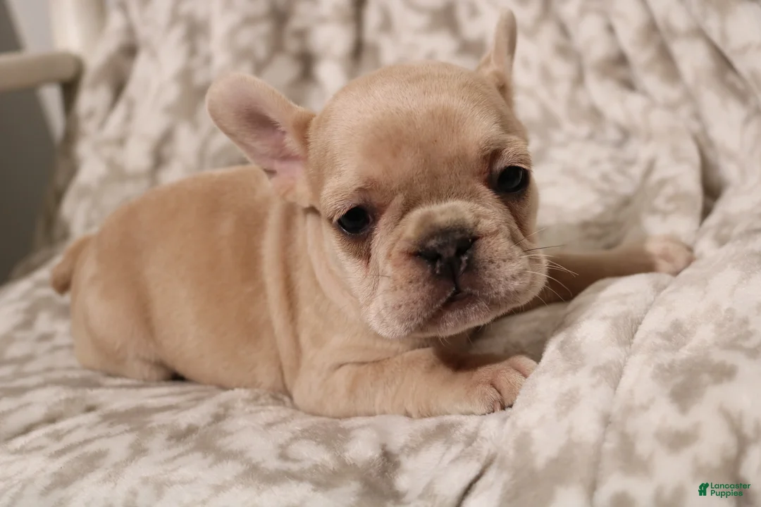 French Bulldog dogs for sale: Lacey - Ad 1