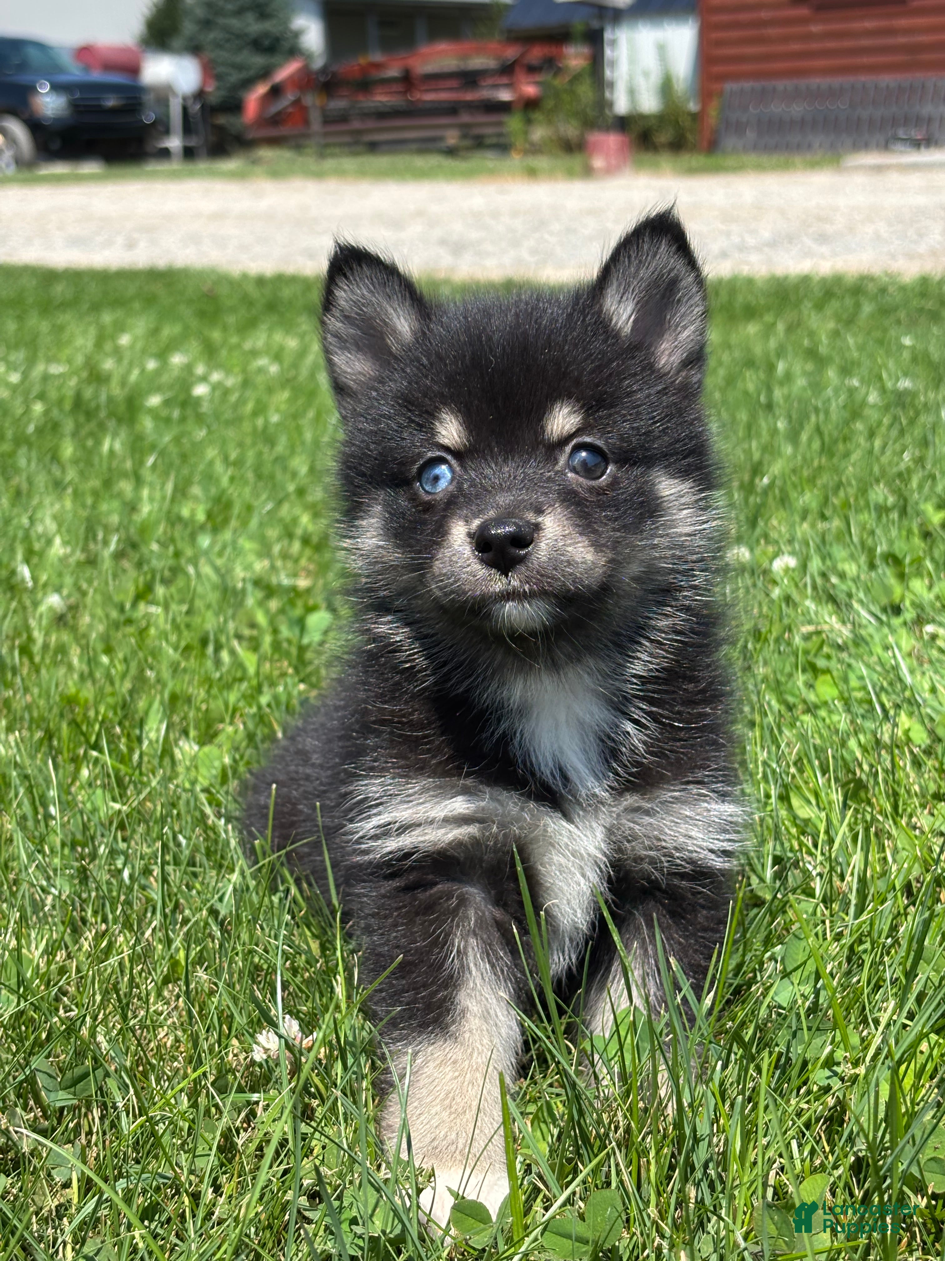 Pomsky dogs Gloria - Ad 1
