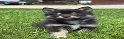 Pomsky dogs for sale: Gloria - Ad 1