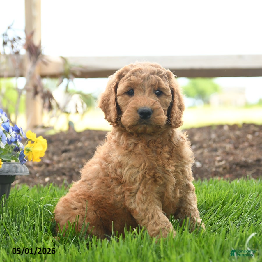 Goldendoodle dogs for sale: Teyson - Ad 3
