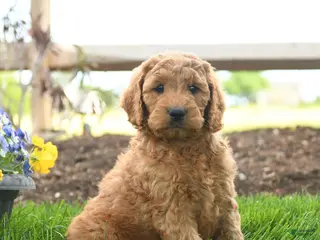 Goldendoodle dogs for sale: Teyson - Ad 3