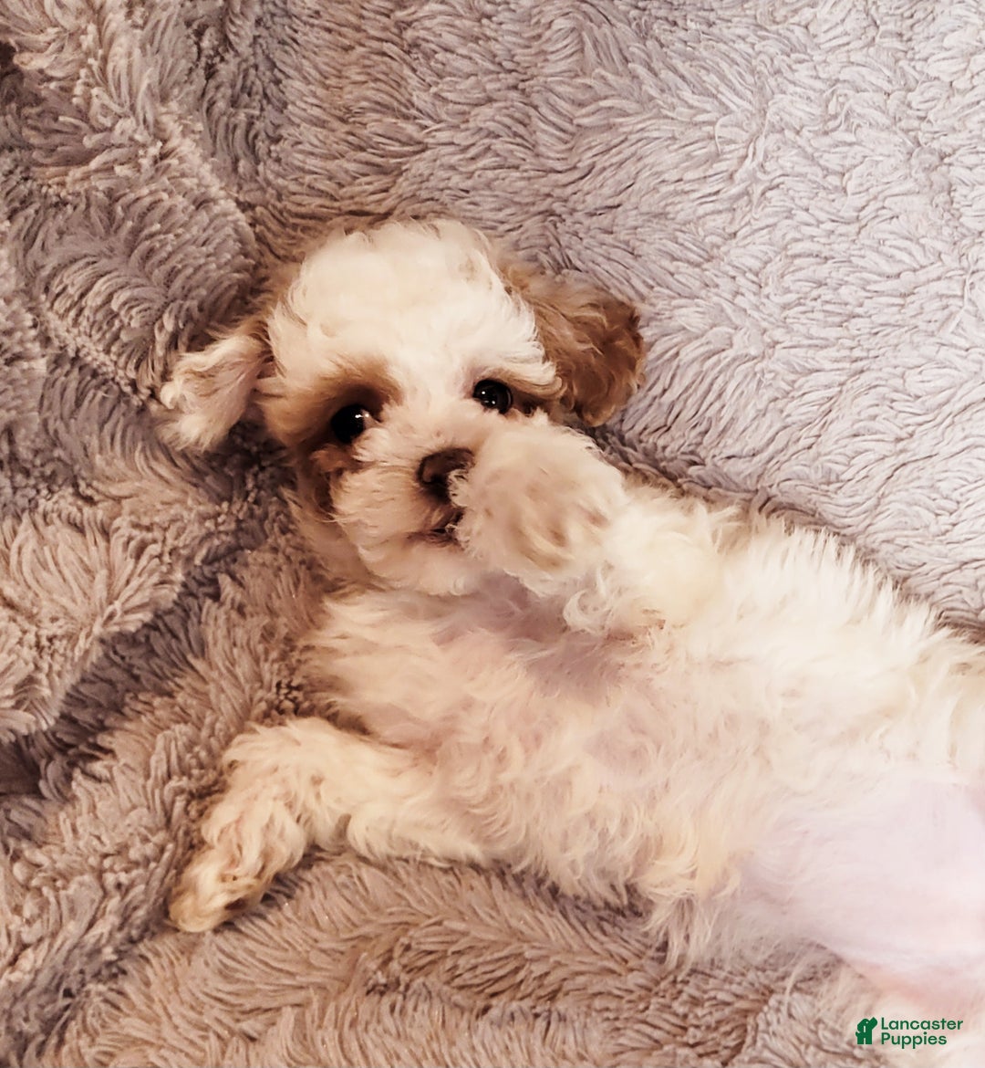 Miniature Poodle dogs for sale: Echo  - Ad 5