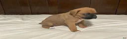 Boxer dogs for sale: Big Boy - Ad 11