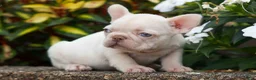 French Bulldog dogs for sale:  Rosa💖 - Ad 10