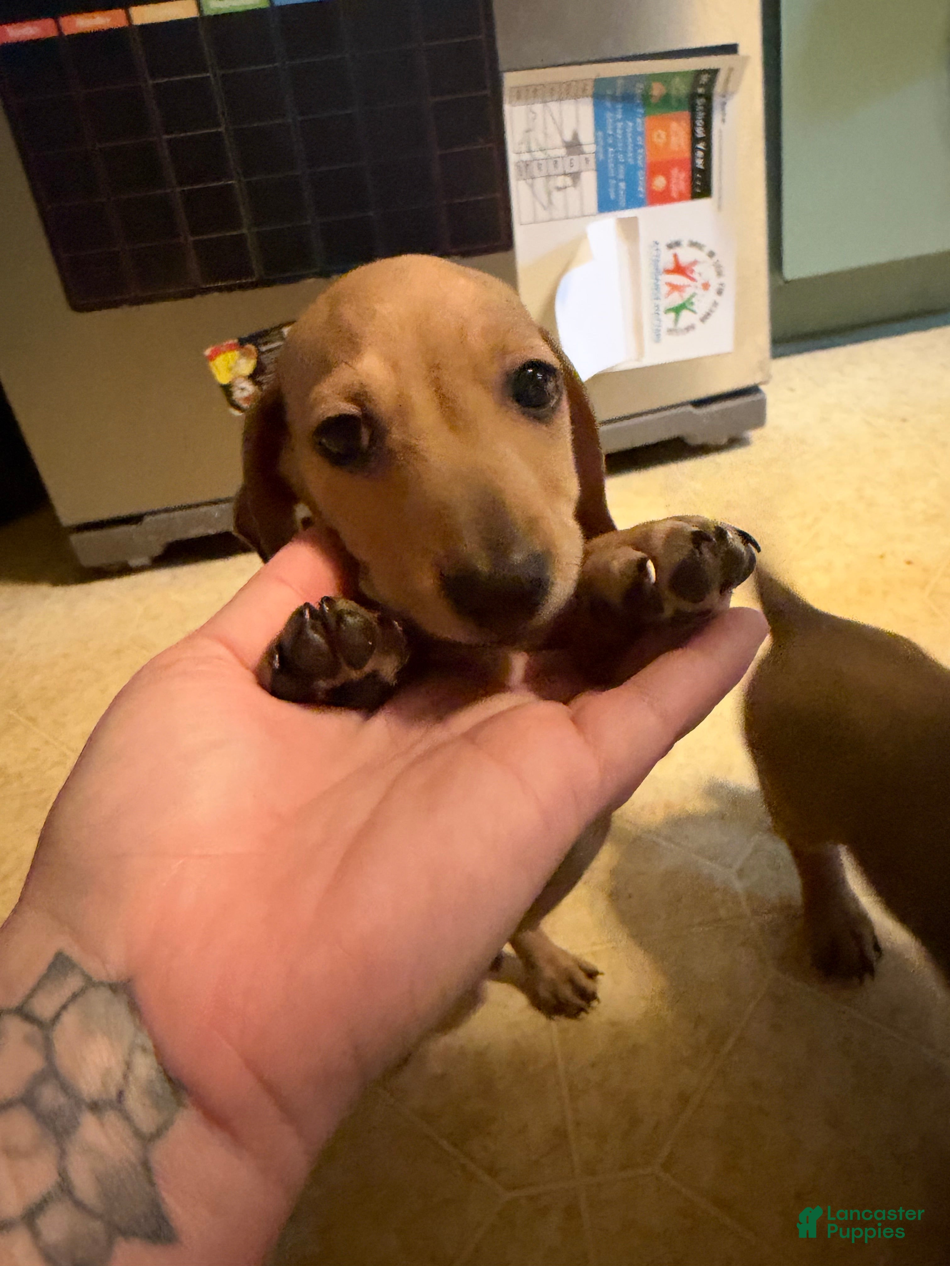 Miniature Dachshund dogs for sale: Bilbo - Ad 1