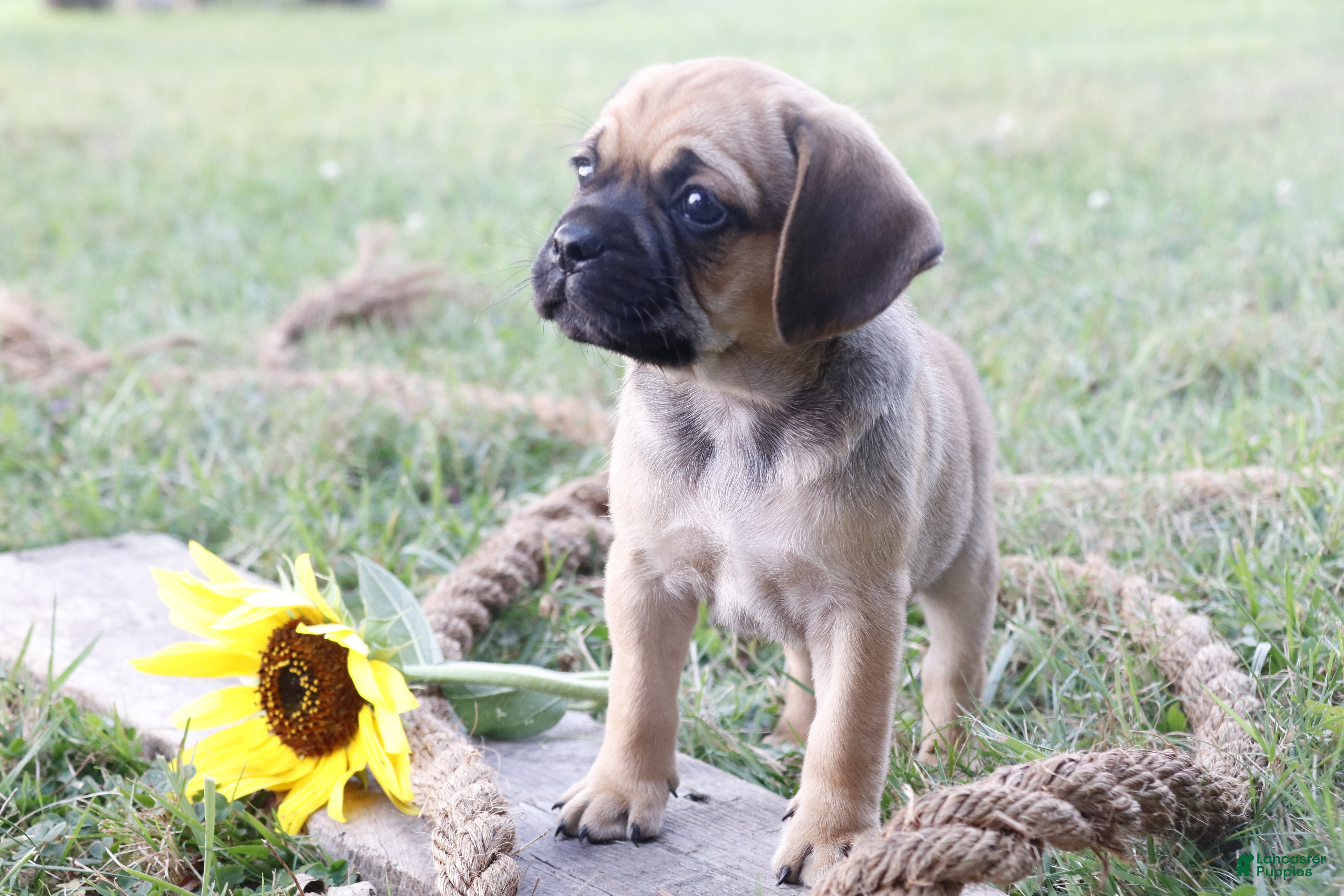 Puggle dogs Ajay - Ad 39
