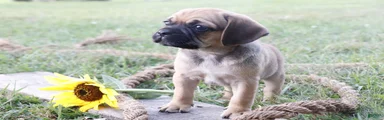 Ajay