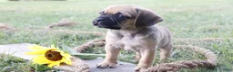 Puggle dogs for sale: Ajay - Ad 3