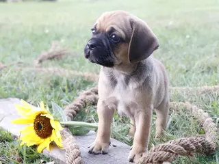 Puggle dogs Ajay - Ad 39
