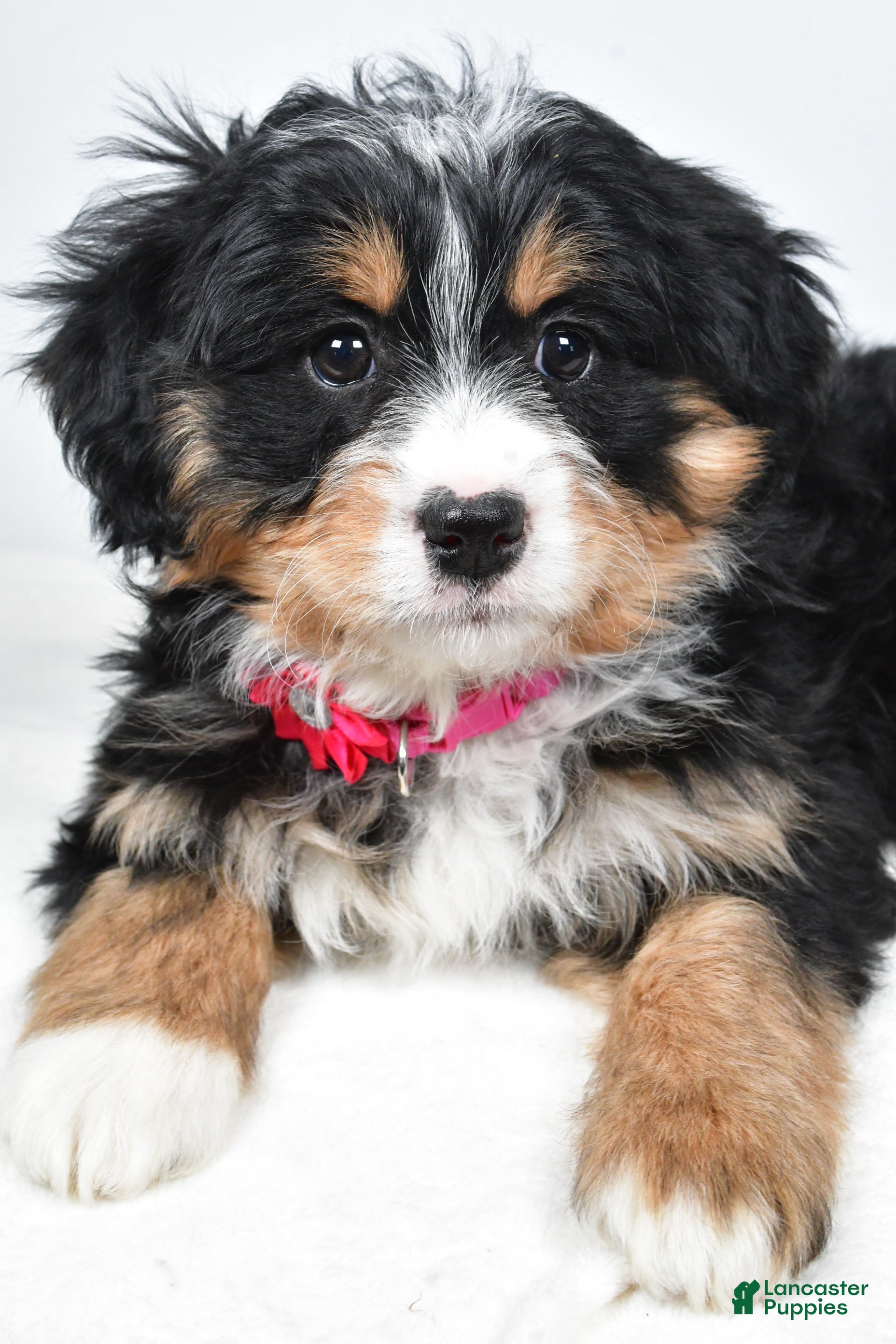 Mini Bernedoodle dogs Alisha - Ad 26