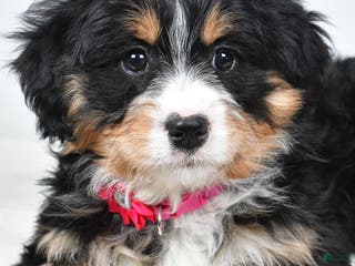 Mini Bernedoodle dogs Alisha - Ad 18