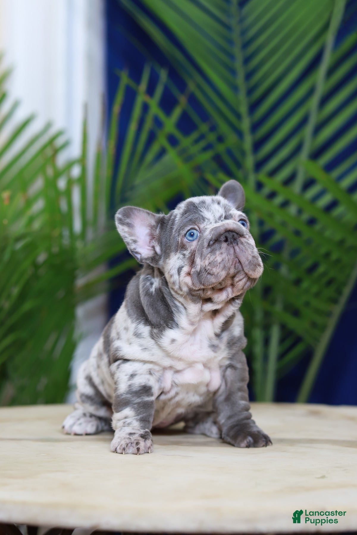 French Bulldog dogs Monica  - Ad 29