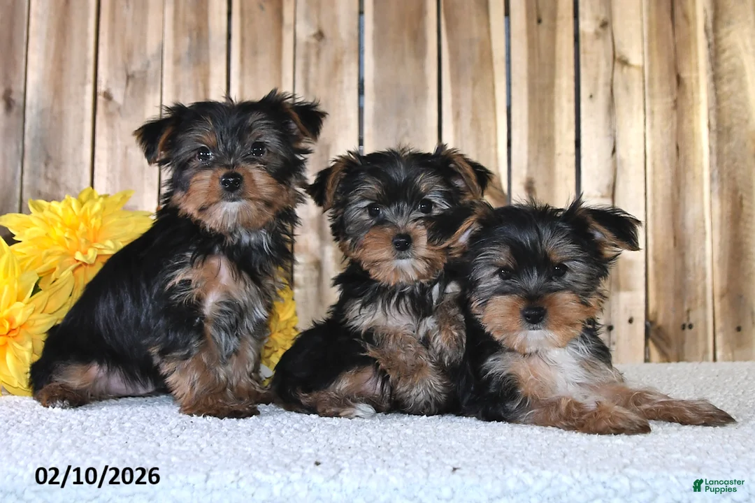 Yorkshire Terrier dogs for sale: Jordan - Ad 5