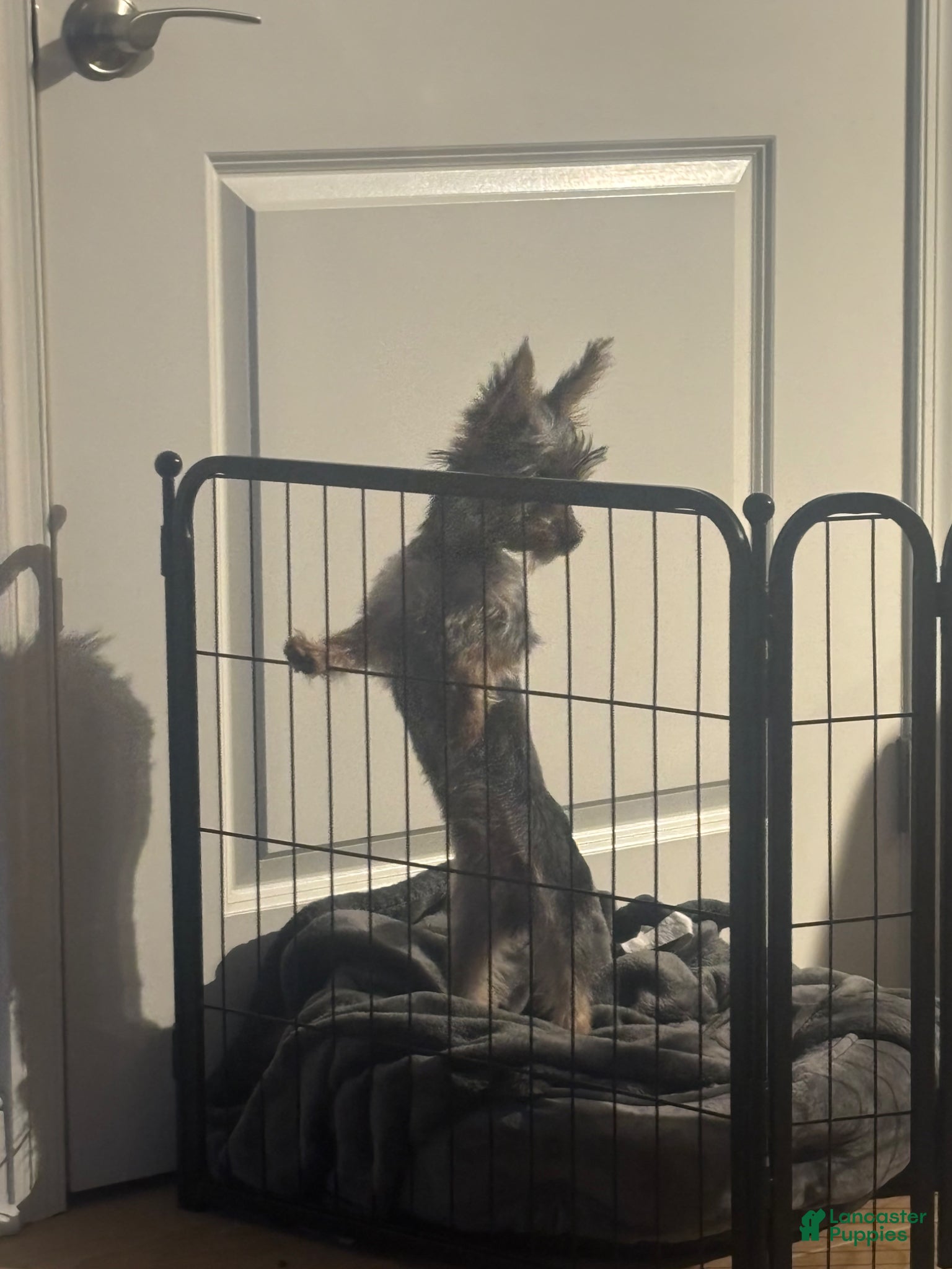 Yorkshire Terrier dogs Yorkshire Terrier Puppy 1 - Ad 2