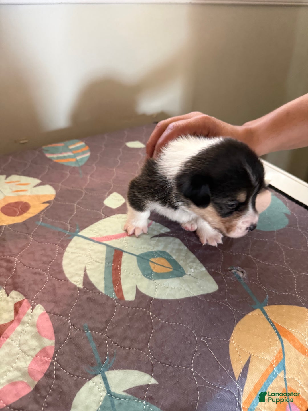 Welsh Corgi Pembroke dogs for sale: Jacob - Ad 5
