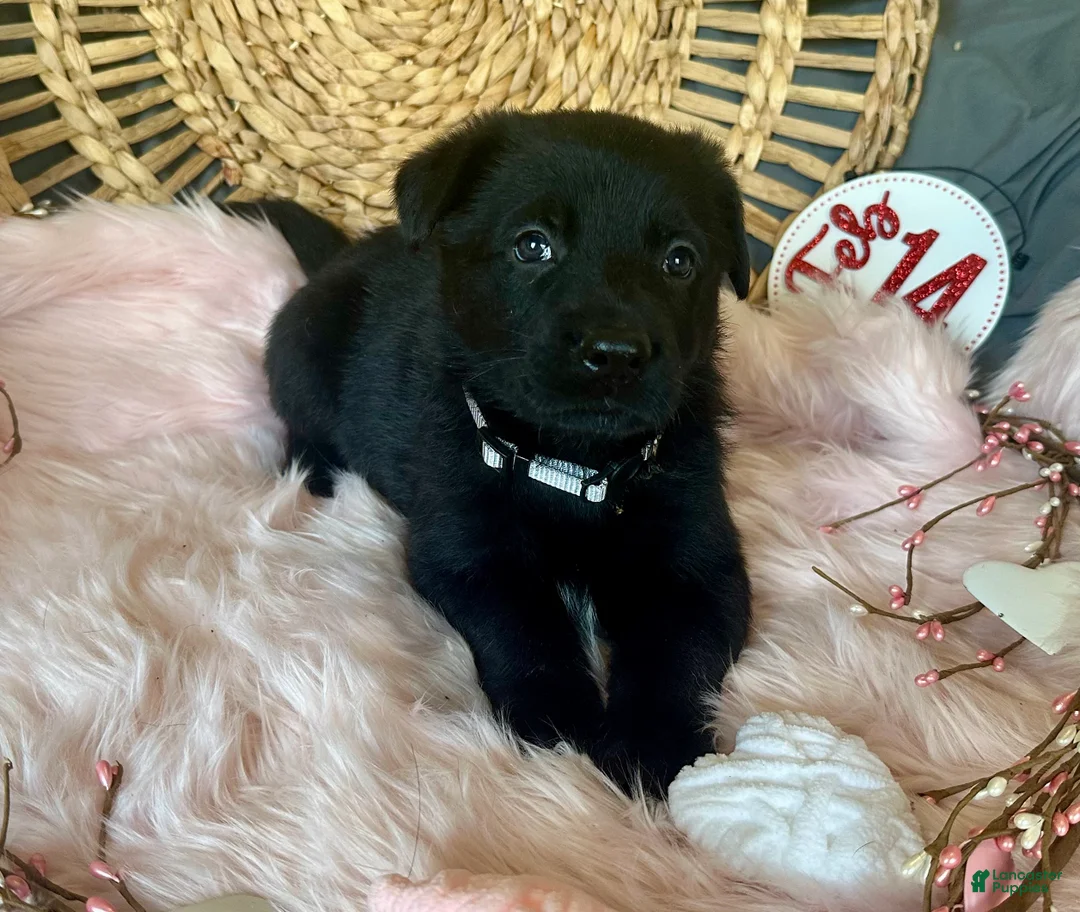 German Shepherd dogs for sale: Aster - Ad 8