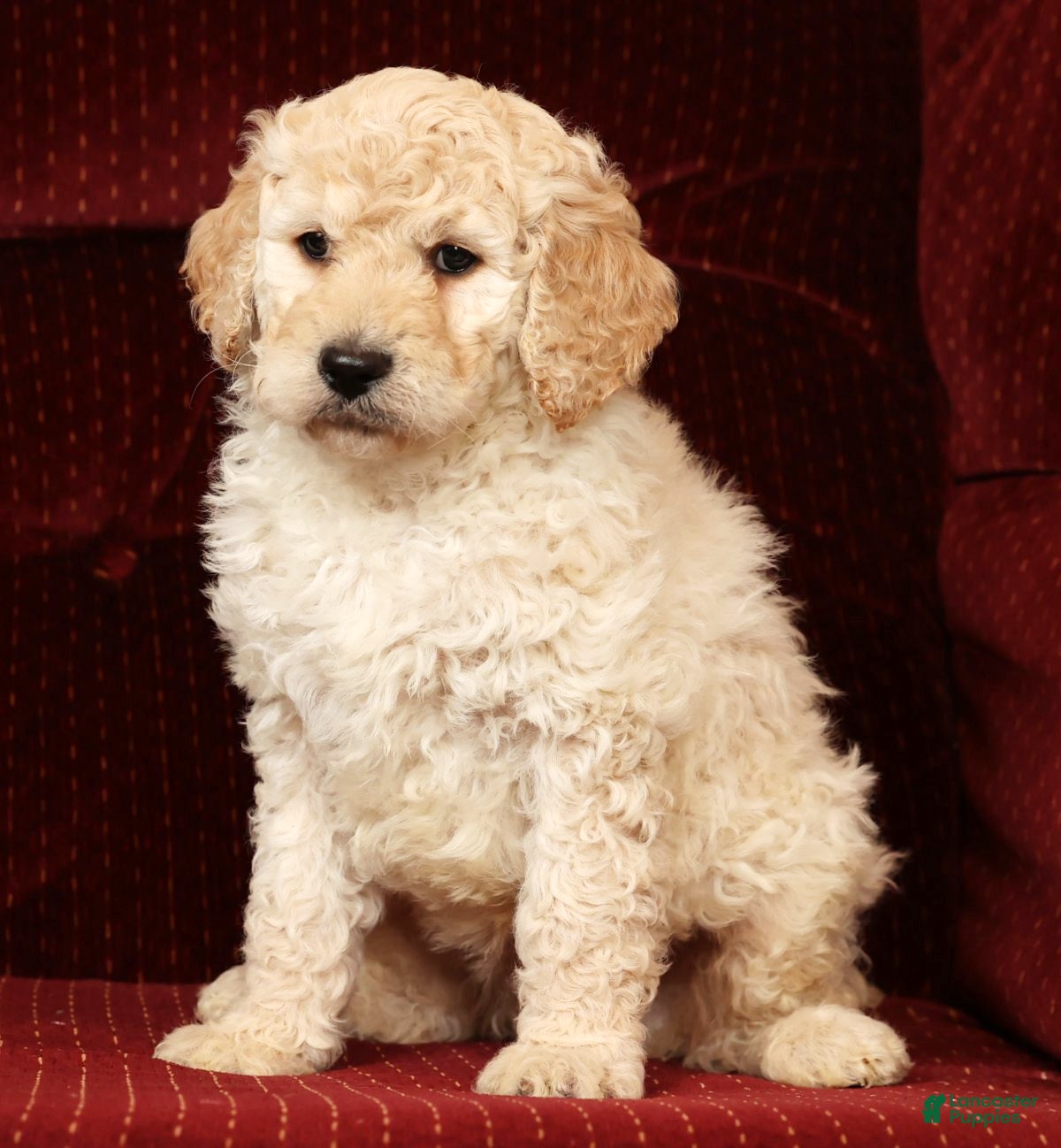 Labradoodle dogs Gunner - Ad 2