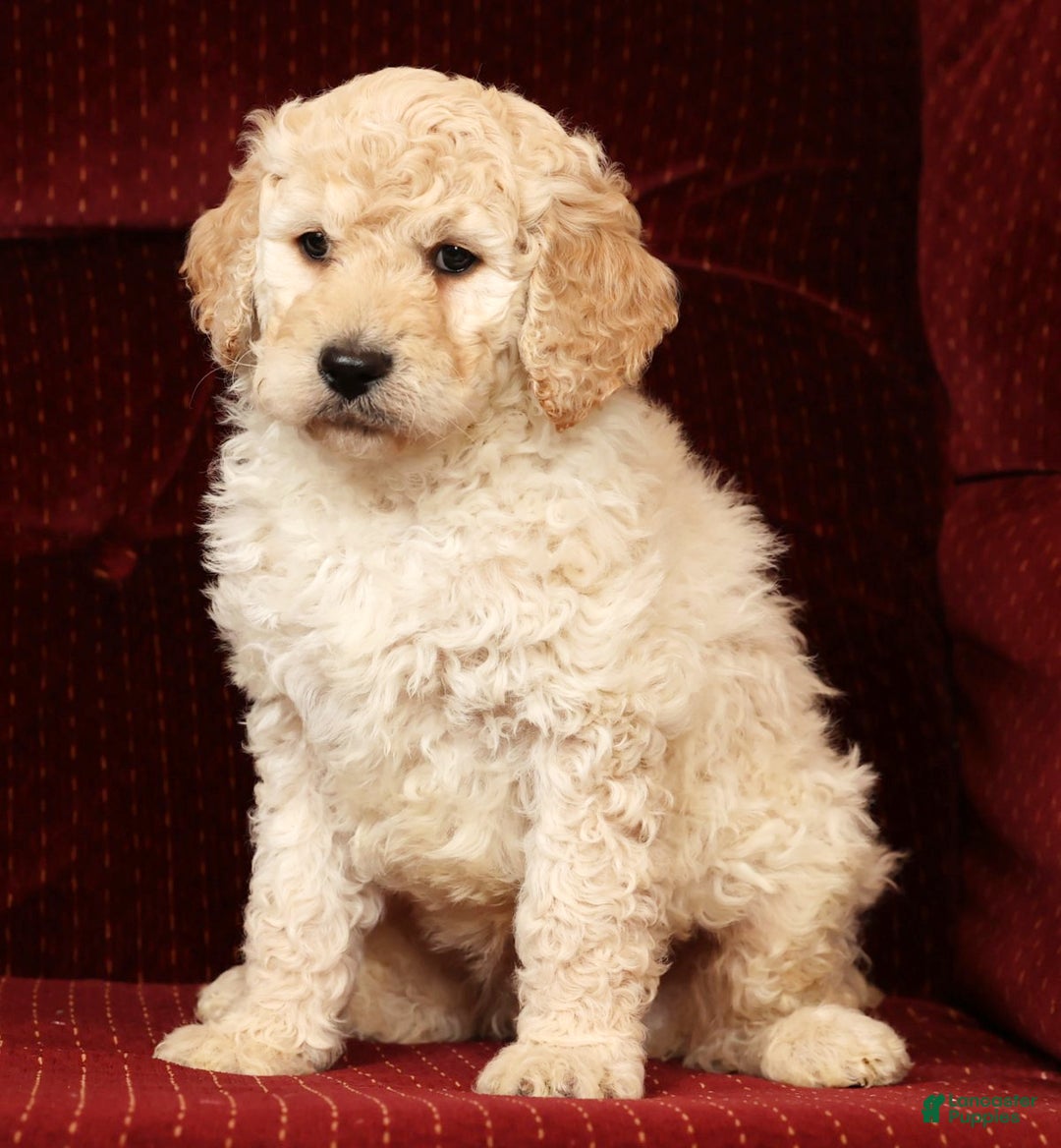 Labradoodle dogs for sale: Gunner - Ad 2