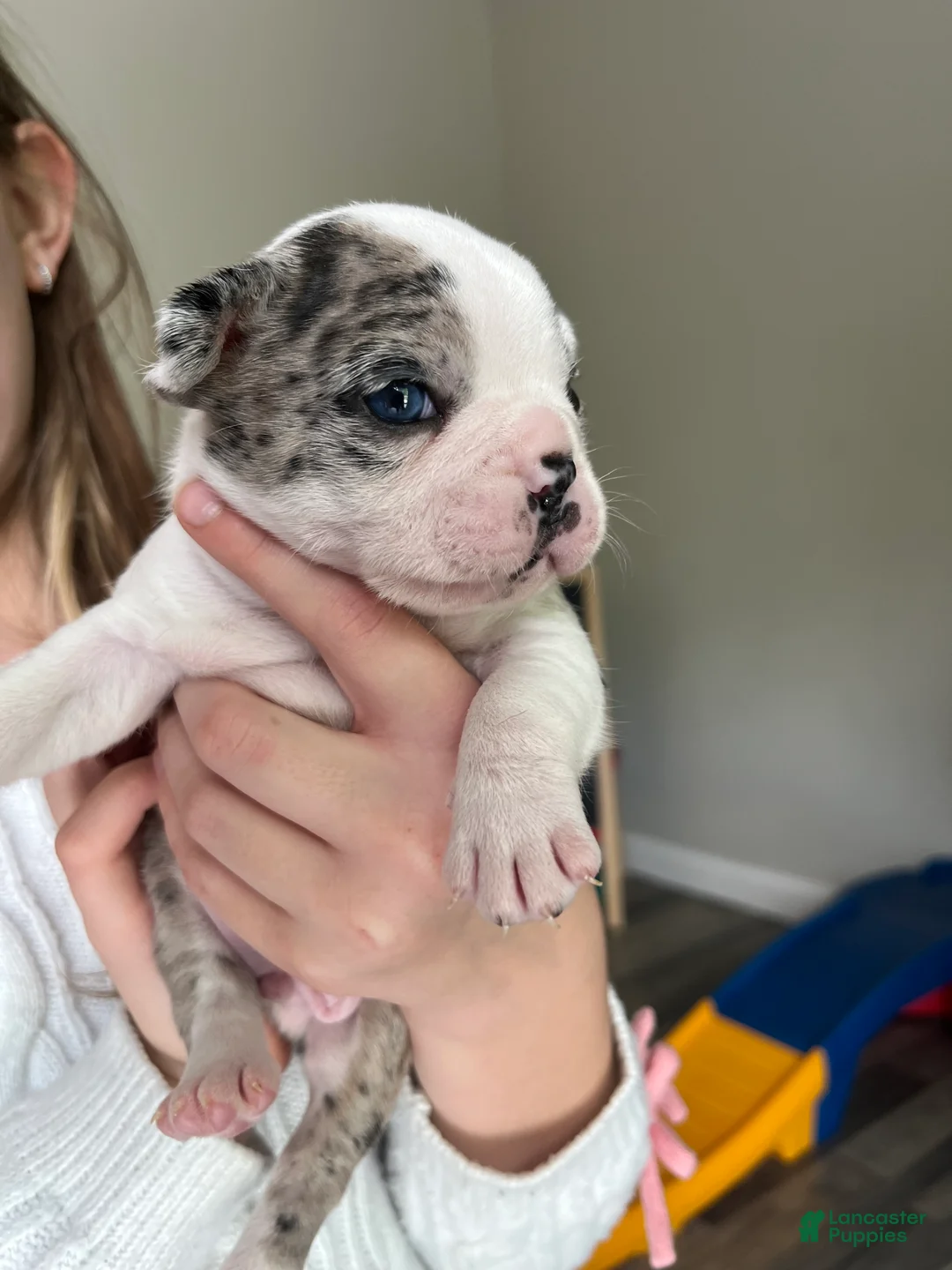 Frenchton dogs for sale: Frenchton Puppy 2 - Ad 2