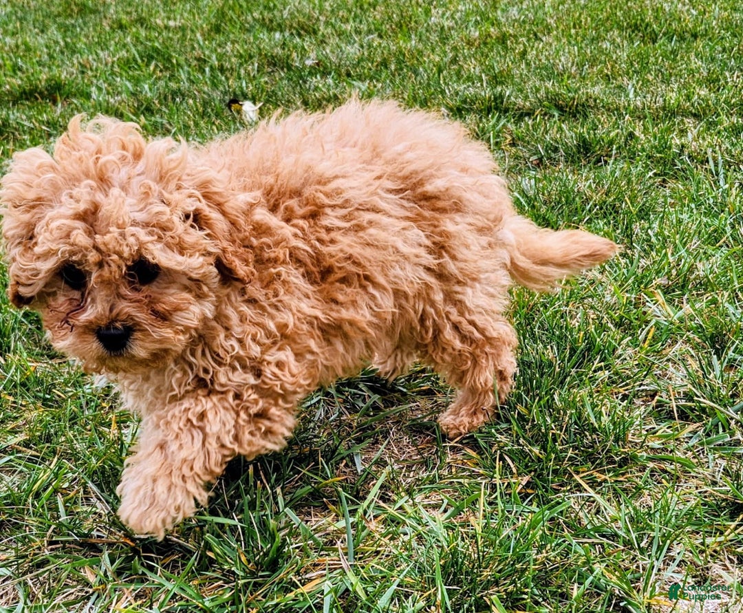 Cavapoo dogs for sale: Jake - Ad 3