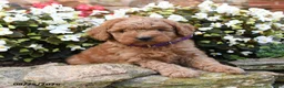 Mini Goldendoodle dogs for sale: Julie  - Ad 3