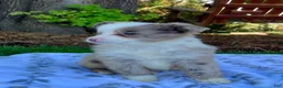 Miniature Australian Shepherd dogs for sale: Bella - Ad 5