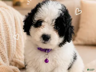 Bernedoodle dogs Iris ❤️ micro mini Bernedoodle - Ad 9