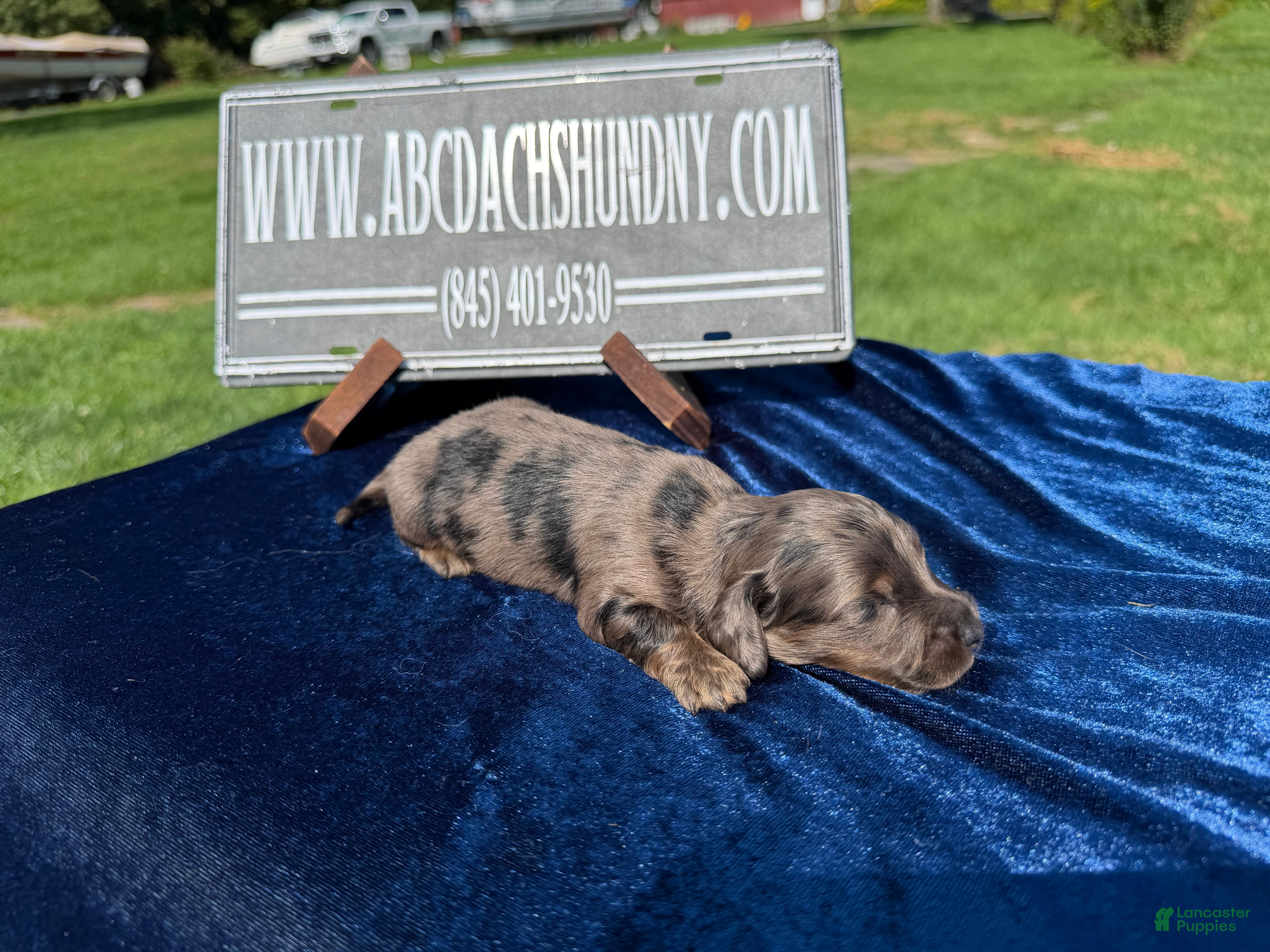 Miniature Dachshund dogs Black Dapple Boy - Ad 20