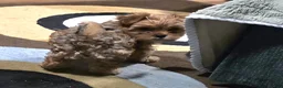 Yorkiepoo dogs for sale: Yorkiepoo Puppy 1 - Ad 5