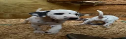 Dalmatian dogs for sale: Male 1 - Ad 4