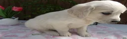 Golden Retriever dogs for sale: Golden Retriever 9 Tina - Ad 3