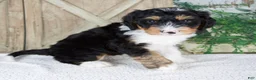 Mini Bernedoodle dogs for sale: Tobias - Ad 3