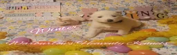Siberian Husky dogs for sale: Siberian Husky Puppy 3 - Ad 2