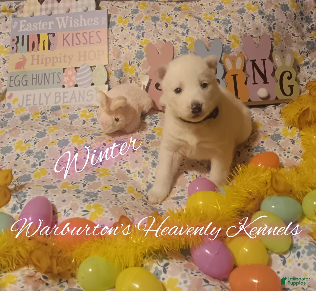 Siberian Husky dogs for sale: Siberian Husky Puppy 3 - Ad 2
