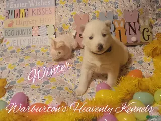 Siberian Husky dogs Siberian Husky Puppy 3 - Ad 16