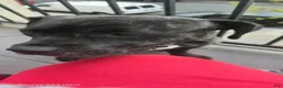 Mixed Breed dogs for sale: Mixed Breed 6 - Ad 2