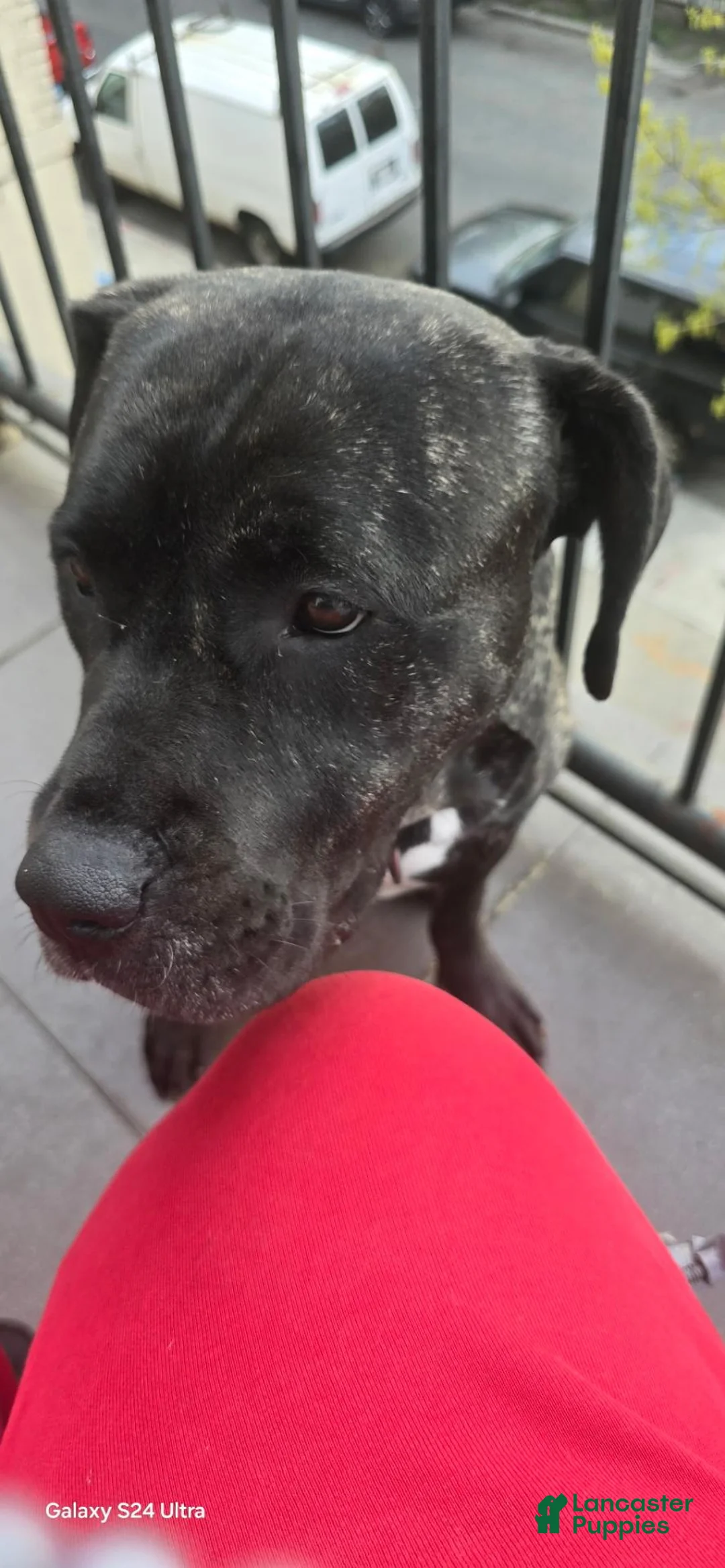 Mixed Breed dogs for sale: Mixed Breed 6 - Ad 2