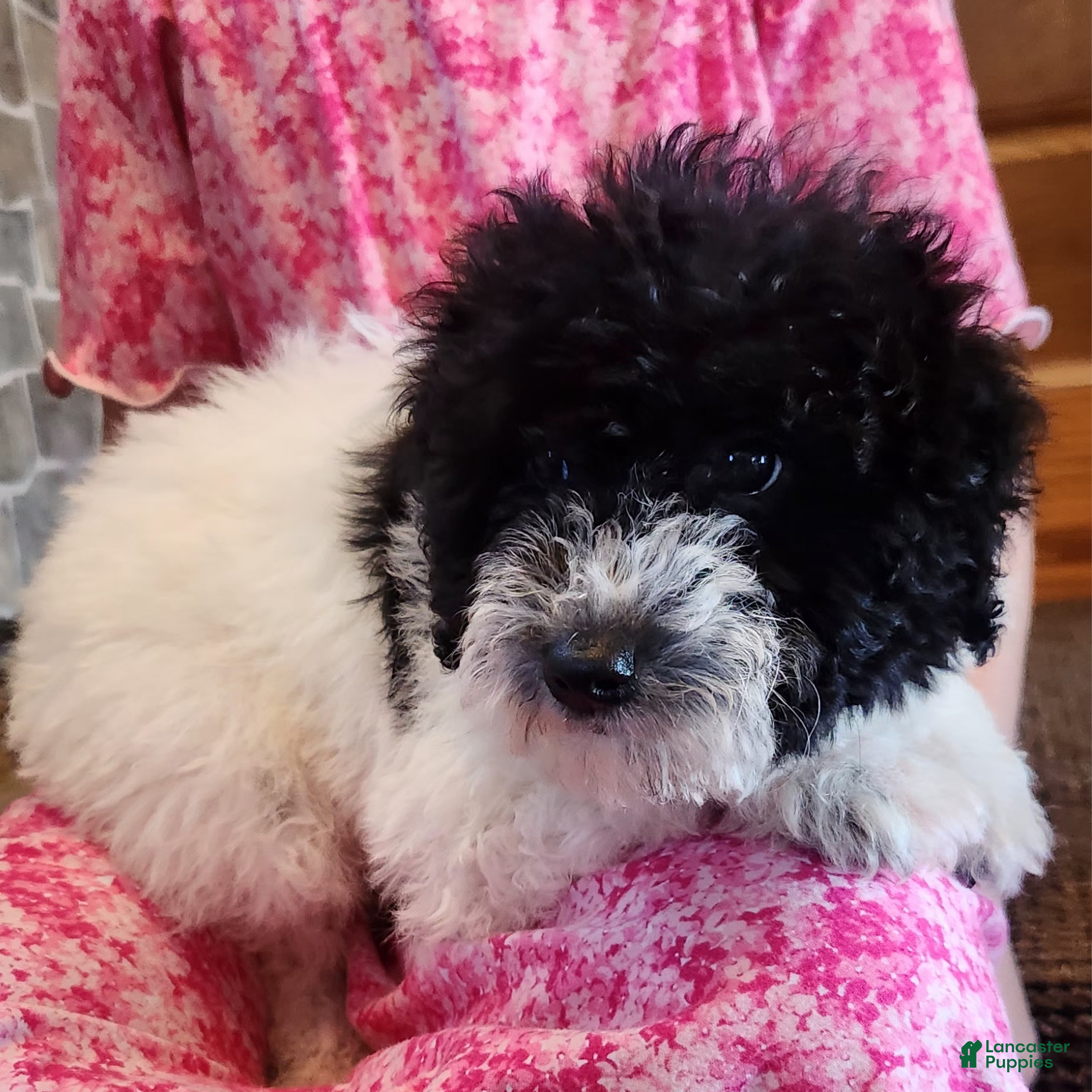 Miniature Poodle dogs Mason - Ad 5