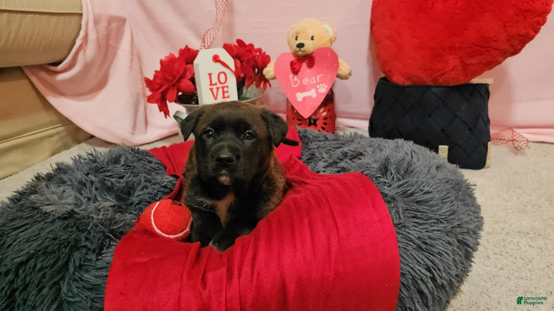 Mixed Breed dogs for sale: Max - Ad 6