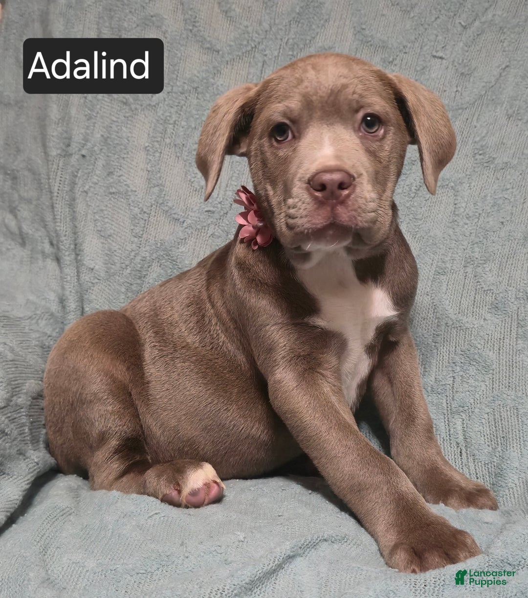 Cane Corso dogs for sale: Adalind - Ad 6
