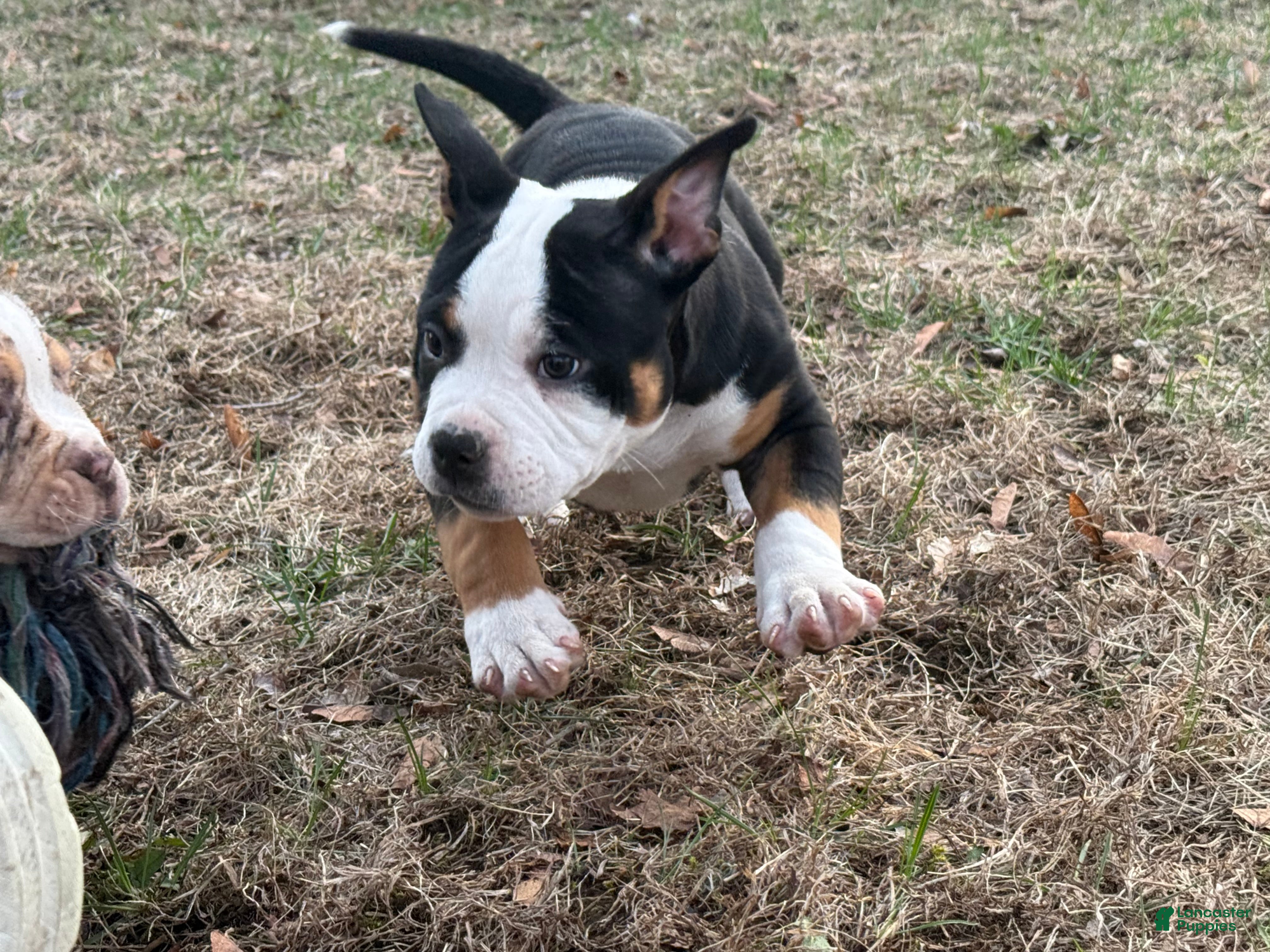 American Bully dogs Oreo - Ad 1