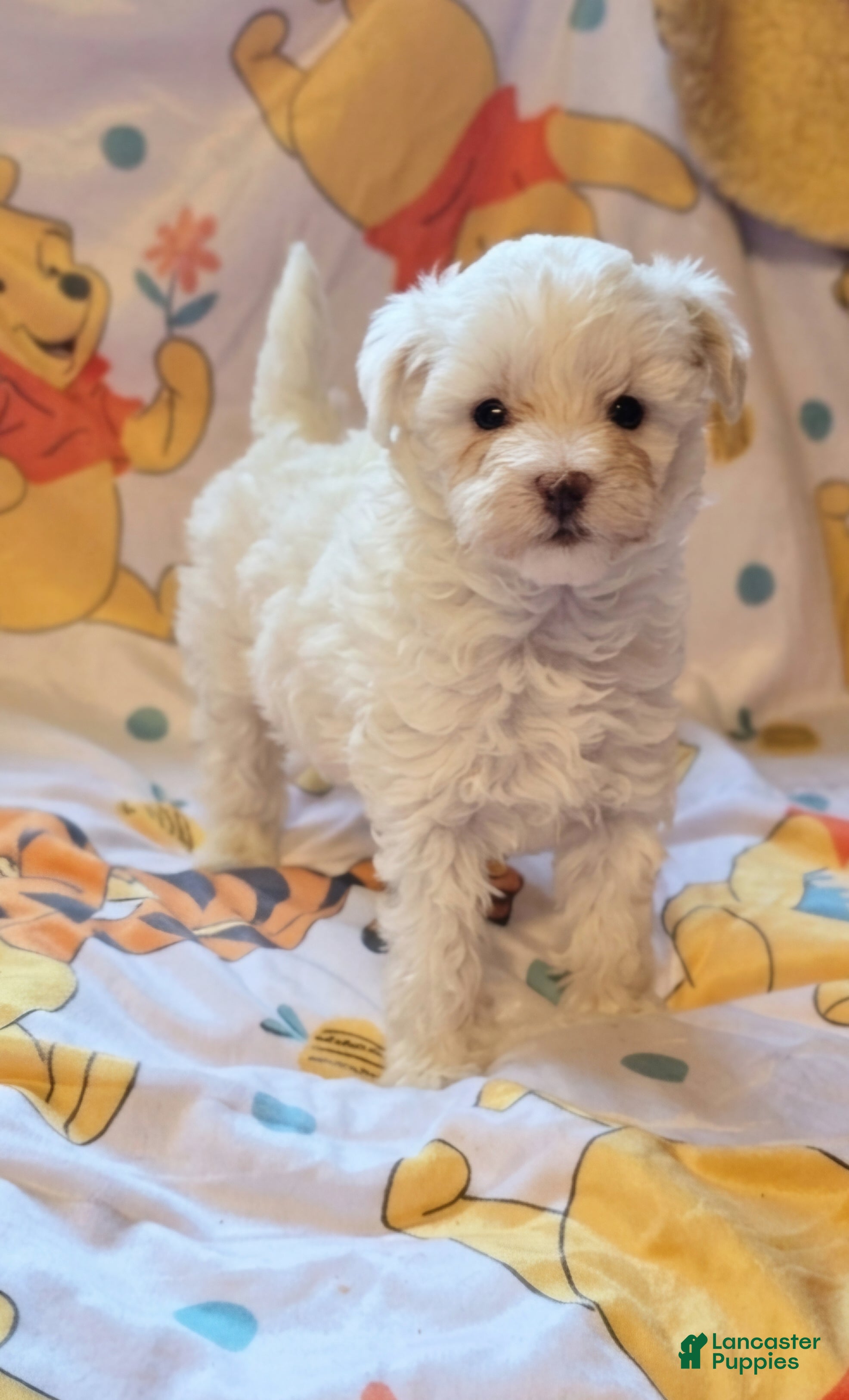 Maltipoo dogs Lynx  - Ad 22