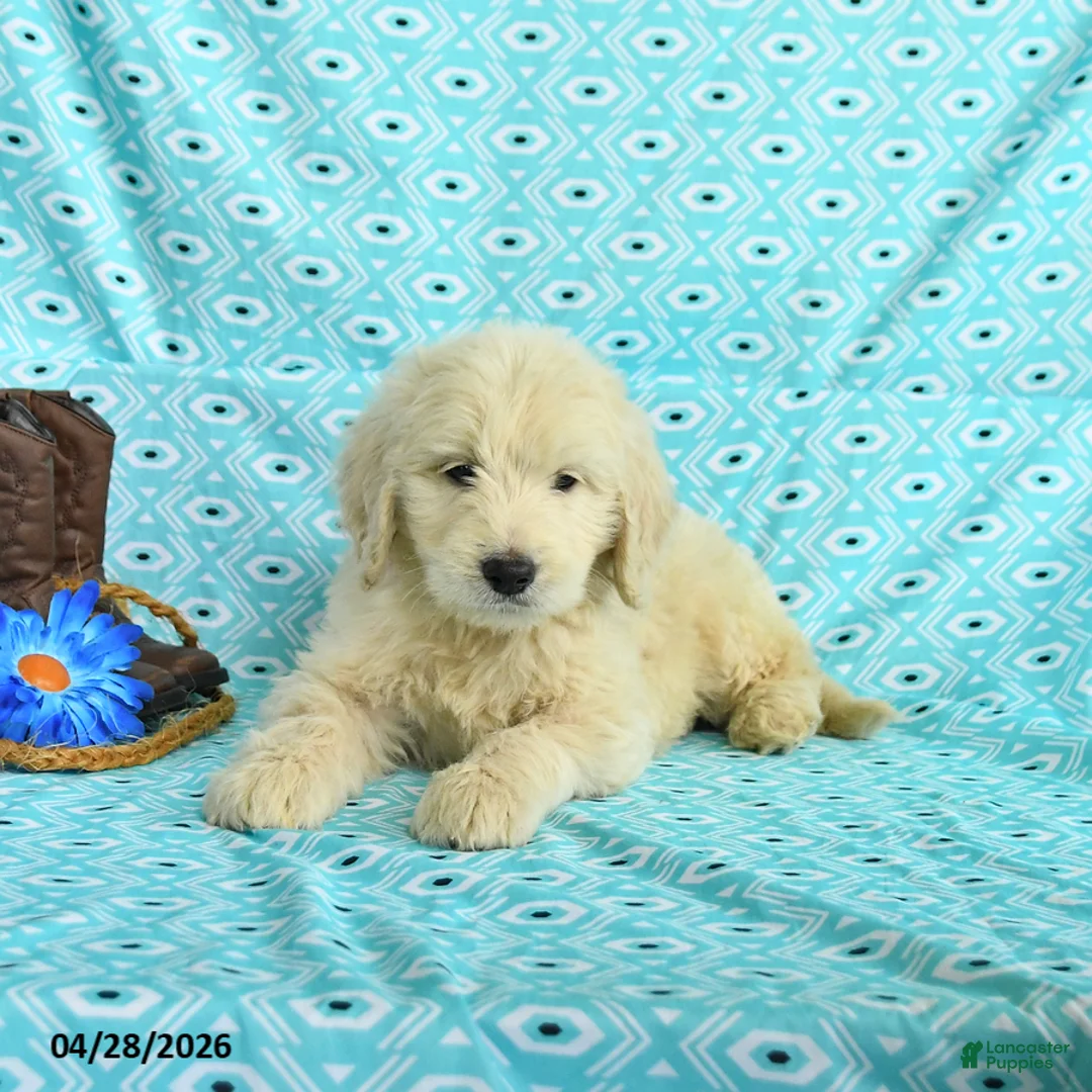 Goldendoodle dogs for sale: Max - Ad 5